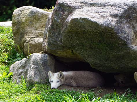 Visitare Parc Omega in Quebec: lupi, cervi, volpi artiche e orsi